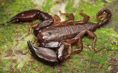 Liocheles Australasiae Scorpion